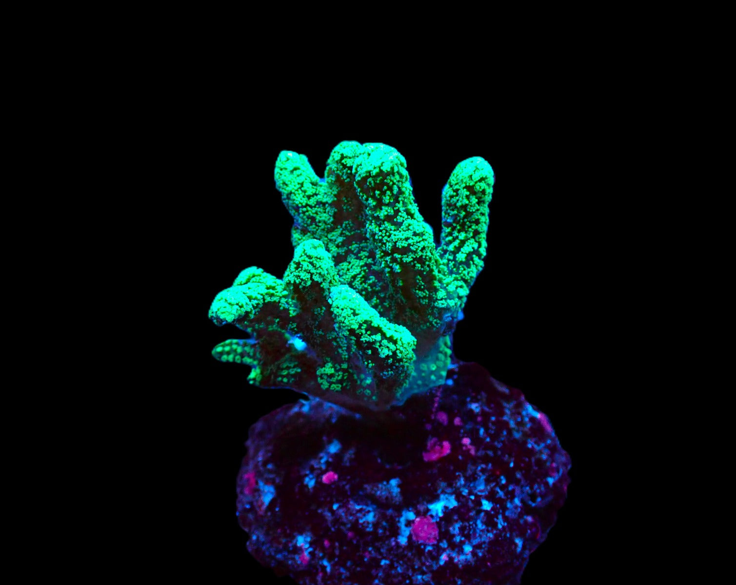 Seriatopora caliendrum (Green) (frag)