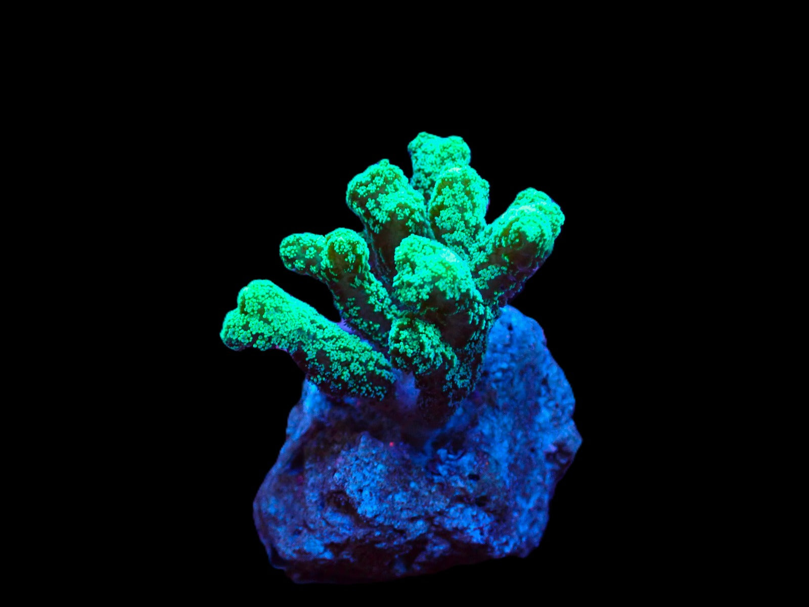 Seriatopora caliendrum (Green) (frag)