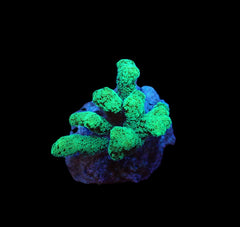 Seriatopora caliendrum (Green) (frag)