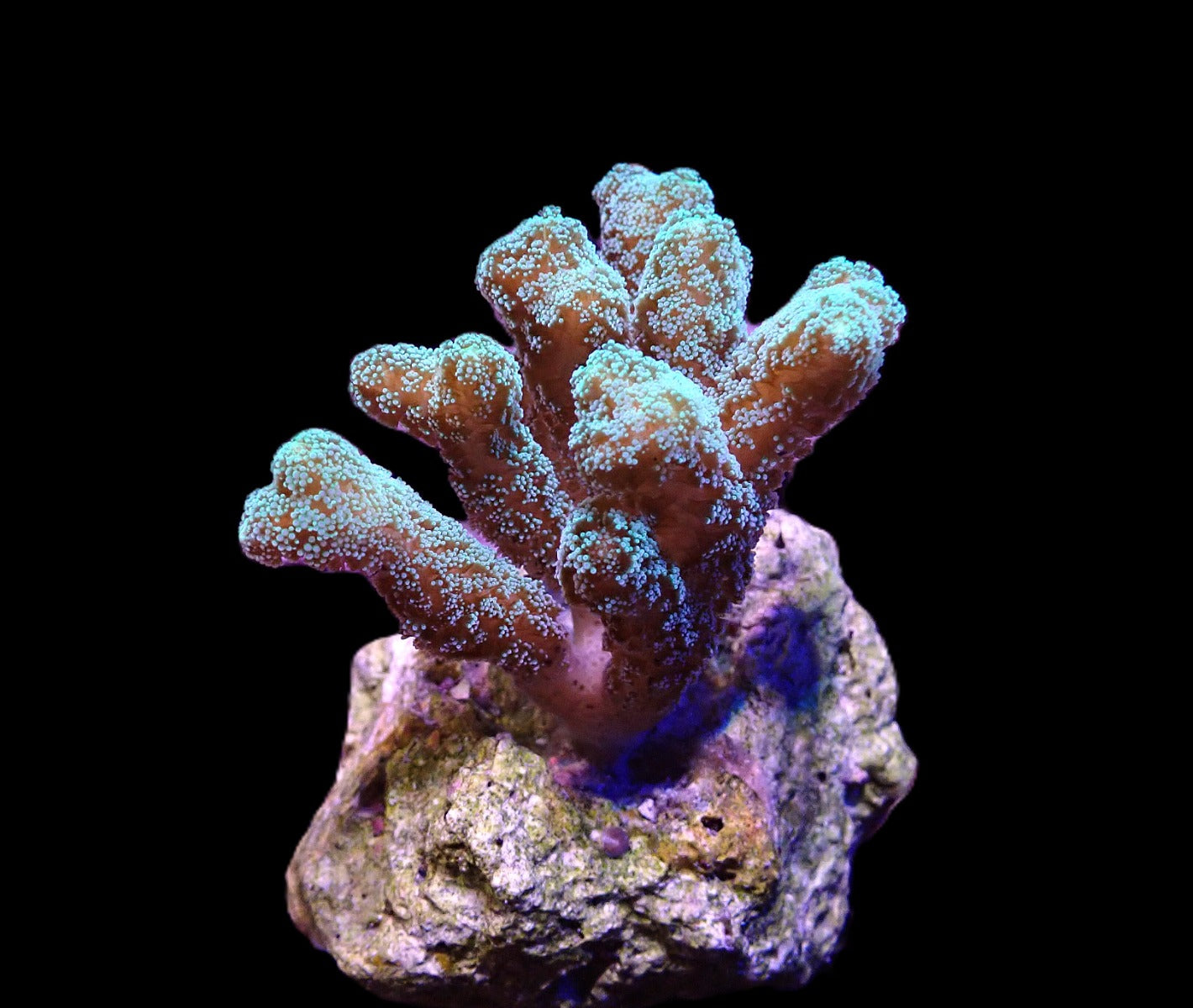 Seriatopora caliendrum (Green) (frag)
