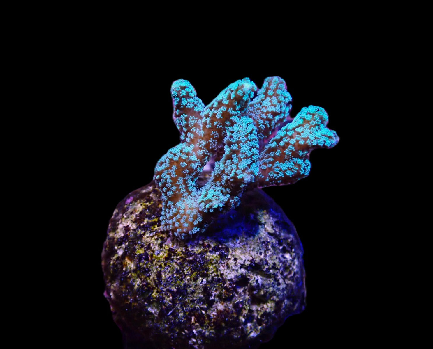 Seriatopora caliendrum (Green) (frag)