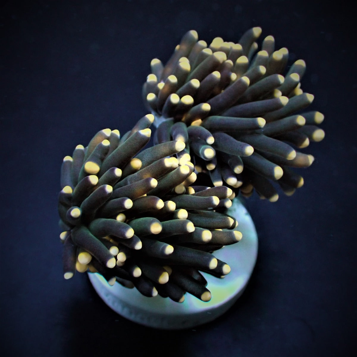 Euphyllia glabrescens (Premium)