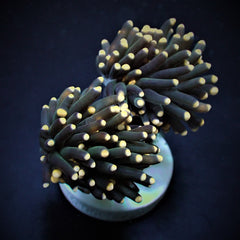Euphyllia glabrescens (Premium)