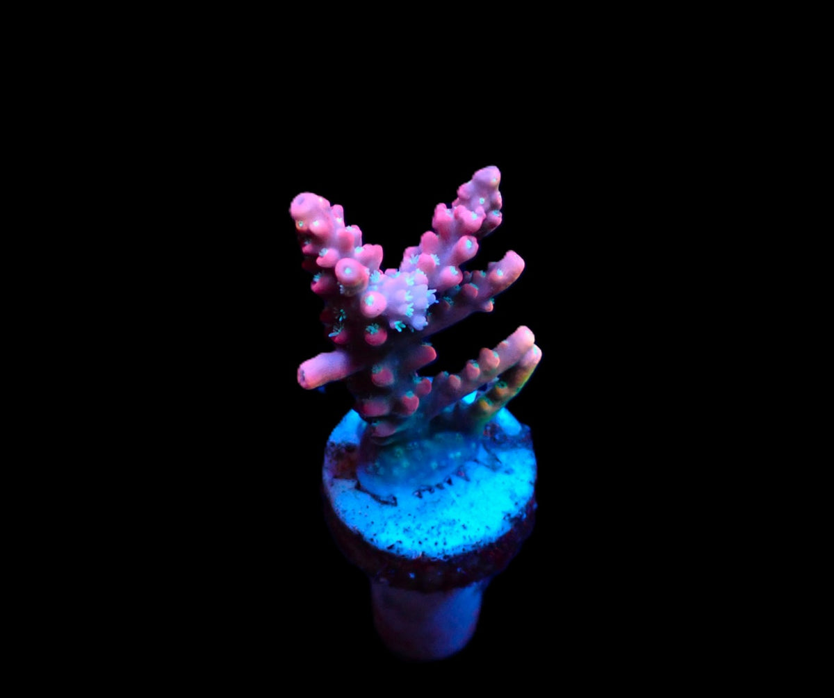 Acropora dendrum (frag)