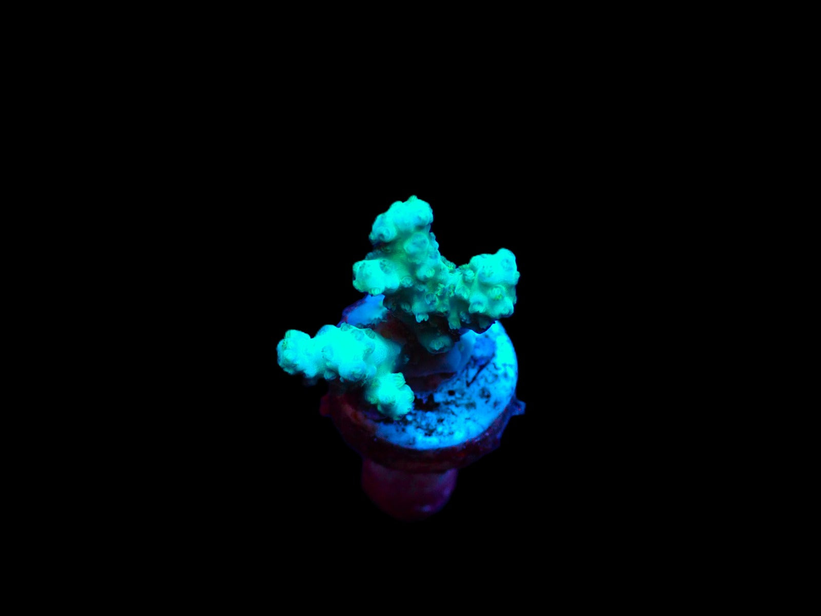 Acropora desalwii (frag)