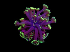 Goniopora spp. (Tequila Sunrise) (Grade B) (frag)
