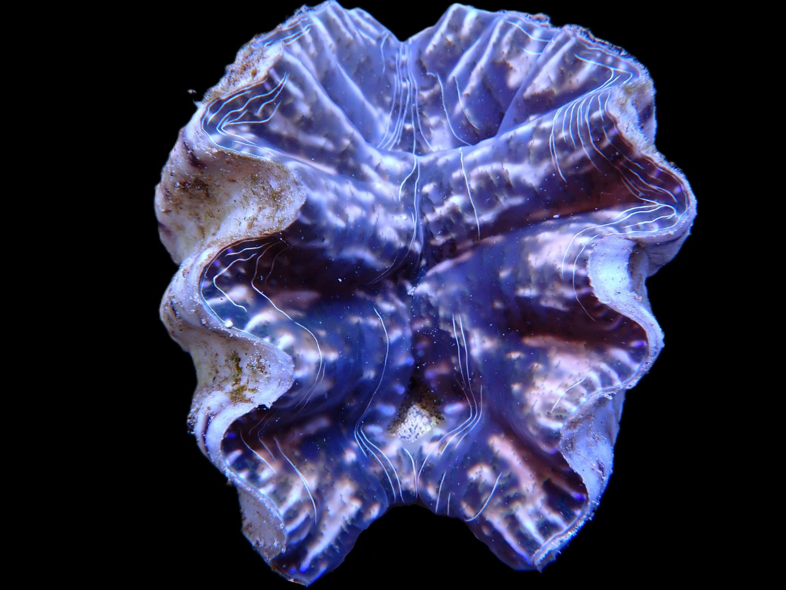 Hippopus hippopus (4-5cm)