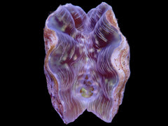 Hippopus porcellanus (10-11cm)