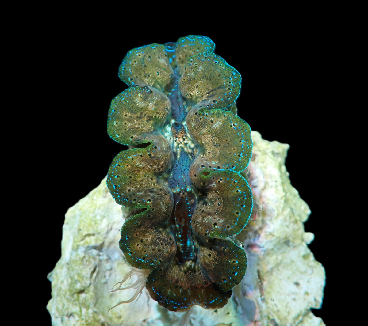 Tridacna Crocea (5cm)