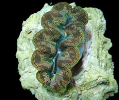 Tridacna Crocea (4cm)