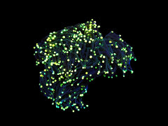 Euphyllia glabrescens (Black Torch)