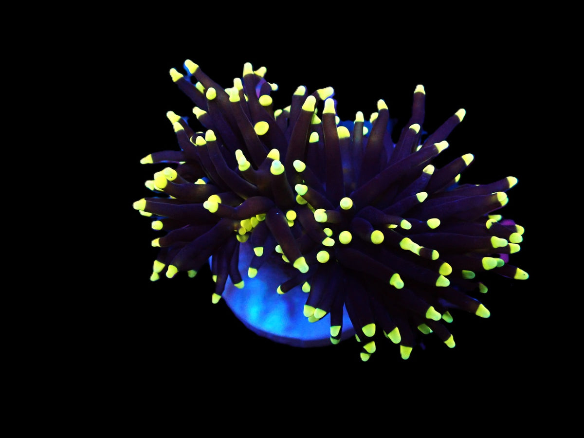 Euphyllia glabrescens (Black Torch) (1 hd.)