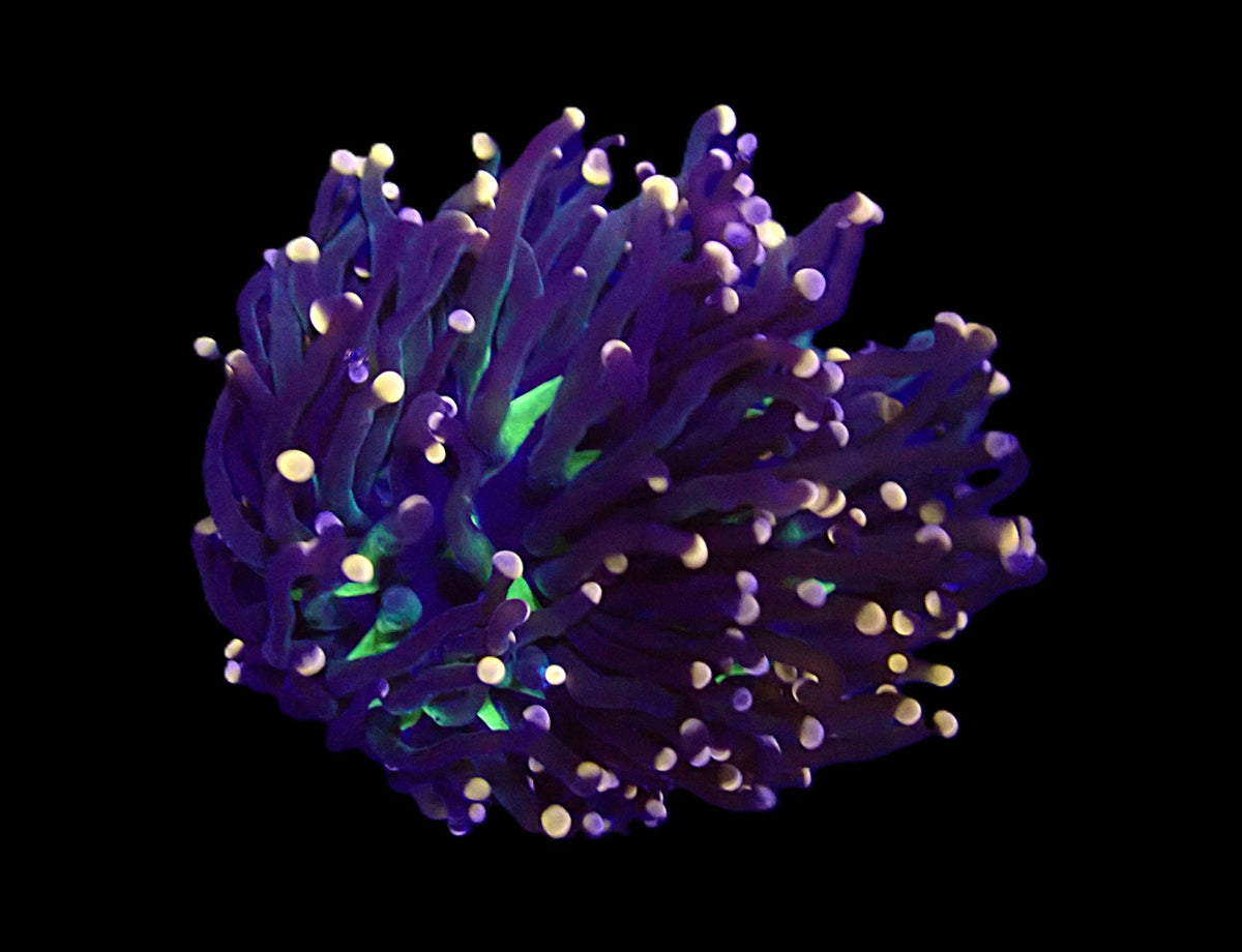 Euphyllia glabrescens (Malaysian Miami)