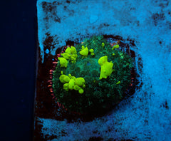 Rhodactis spp. (Bounce Yellow-Green) (per ear)