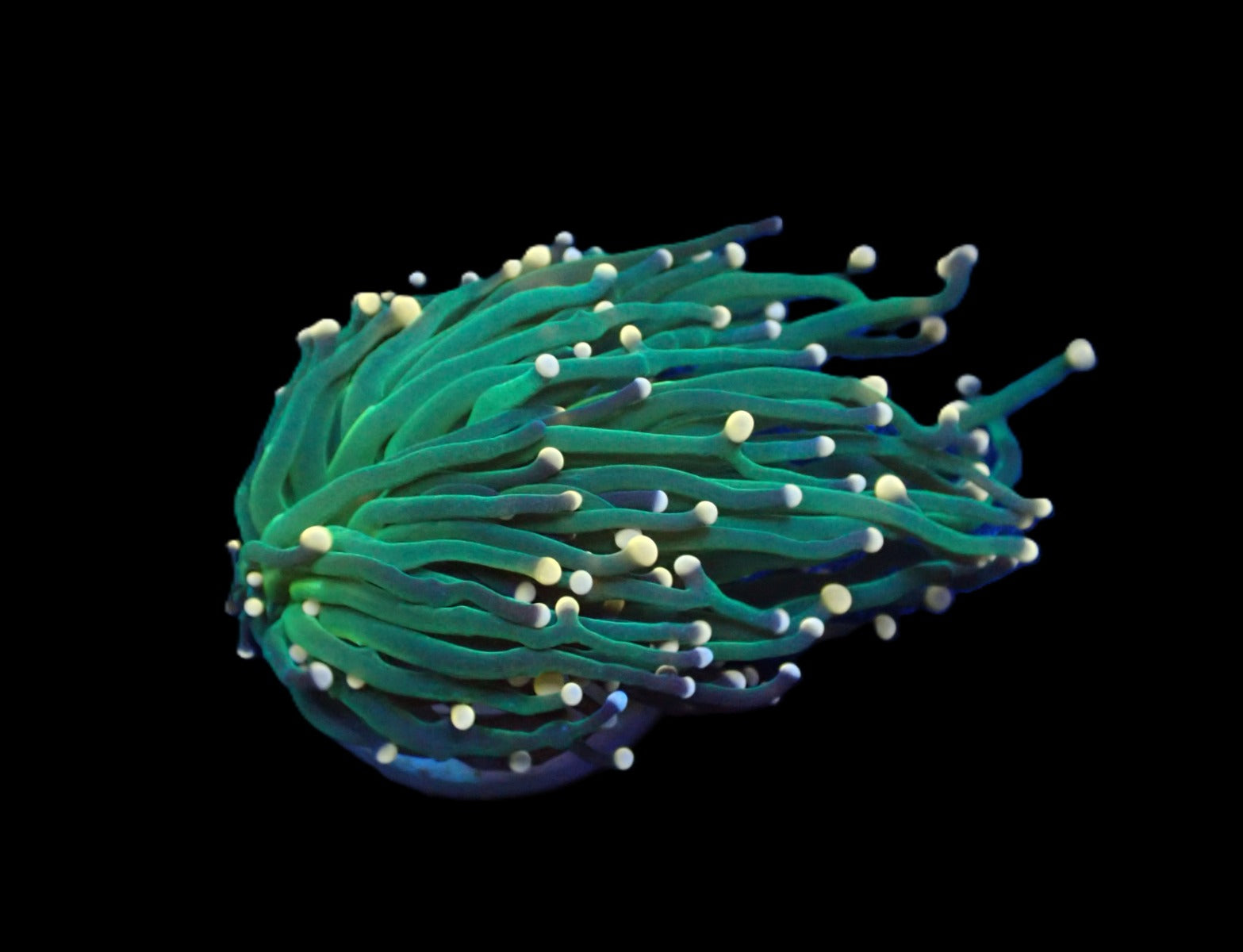 Euphyllia glabrescens (Premium) (1 hd.)