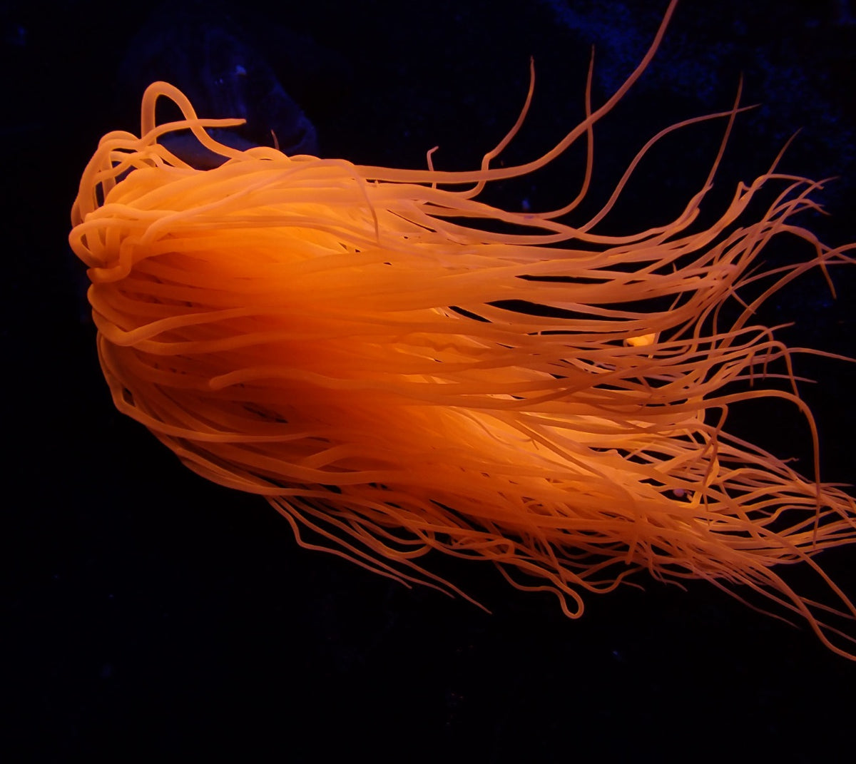 Pachycerianthus spp. (Orange)