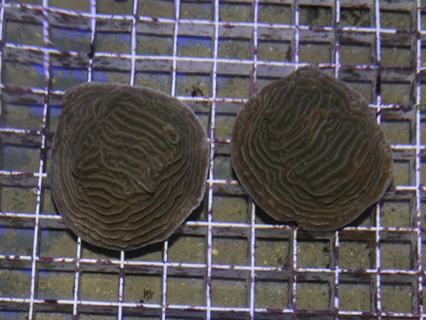 Pachyseris rugosa