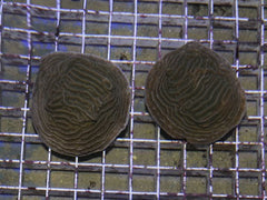 Pachyseris rugosa