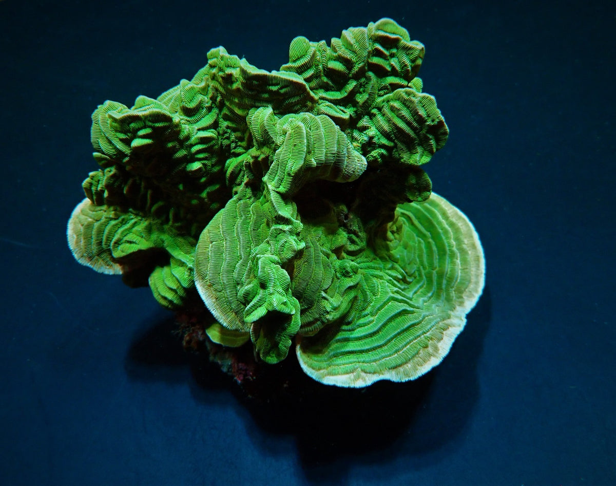Pachyseris rugosa