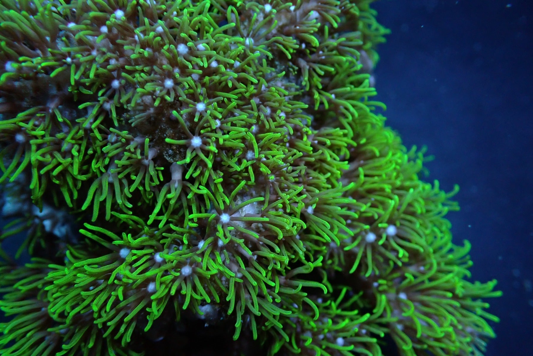 Pachyclavularia violacea (Green) (Grade A)