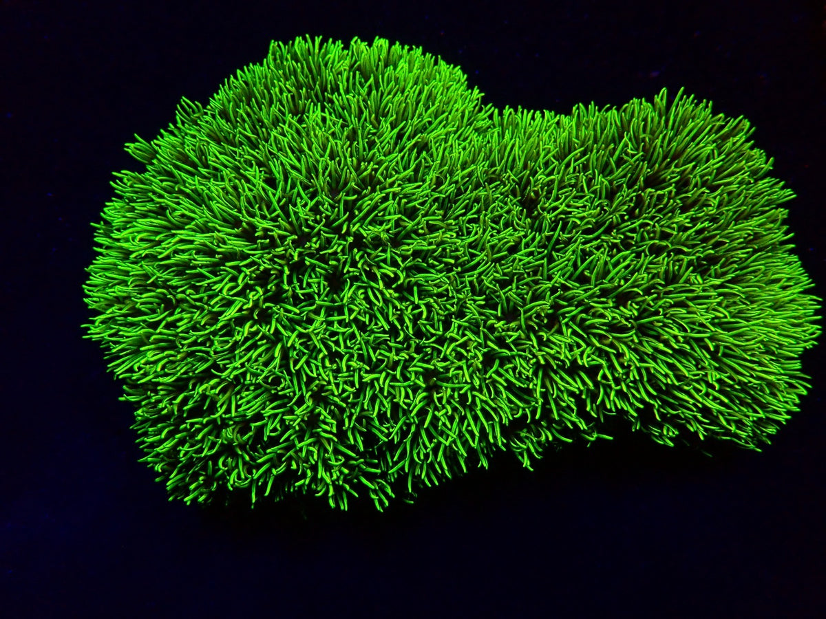 Pachyclavularia violacea (Green) (Grade A)