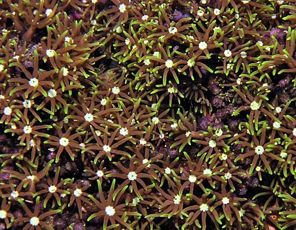 Pachyclavularia violacea (White tip)