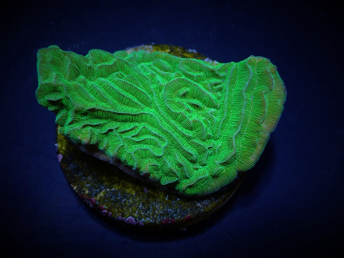 Pachyseris gemmae (frag)