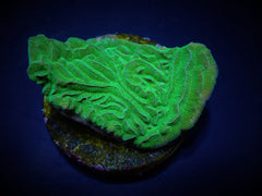 Pachyseris gemmae (frag)