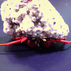 Paguristes cadenati (Caribbean)