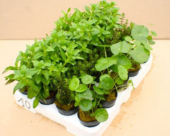 Potplanten pakket 4x5 stuks Noviteiten