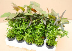 Potplanten  Bucephalandra pakket 4x5 st.