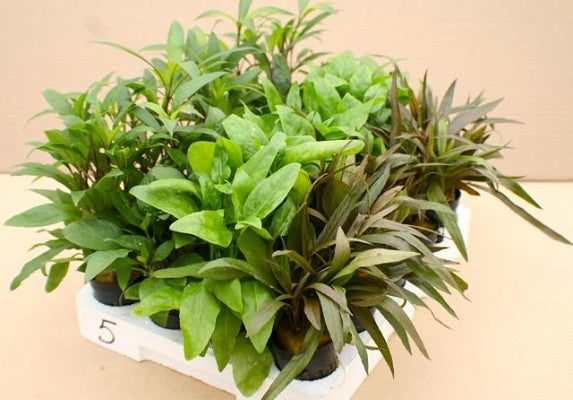 Plantenpakket Echindorus 2x6 st. @