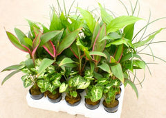 Plantenpakket terrarium 4x6 st.