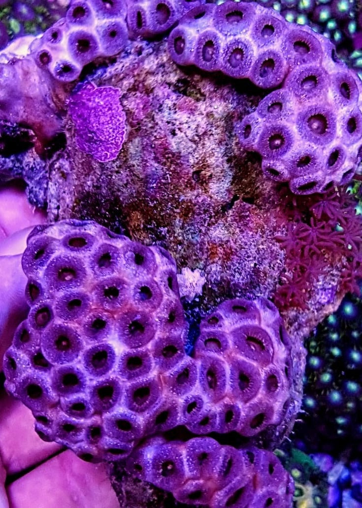 Palythoa caesia (Indonesia)