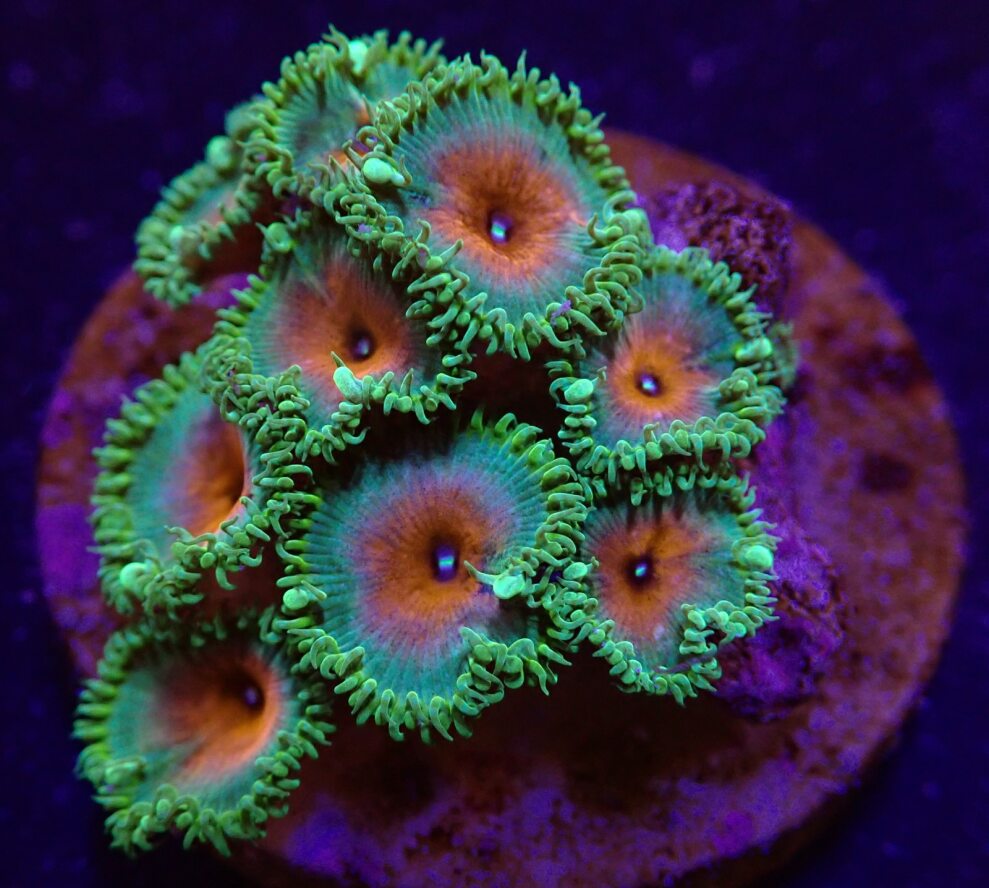 Palythoa spp. (Captain America) (frag)