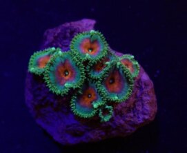 Palythoa spp. (Captain America) (frag)