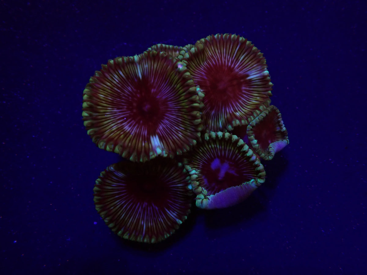 Palythoa grandis