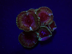 Palythoa grandis