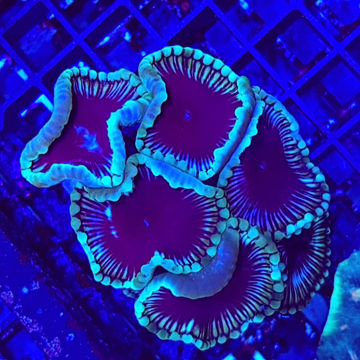 Palythoa grandis (Premium) (frag) (p/p)