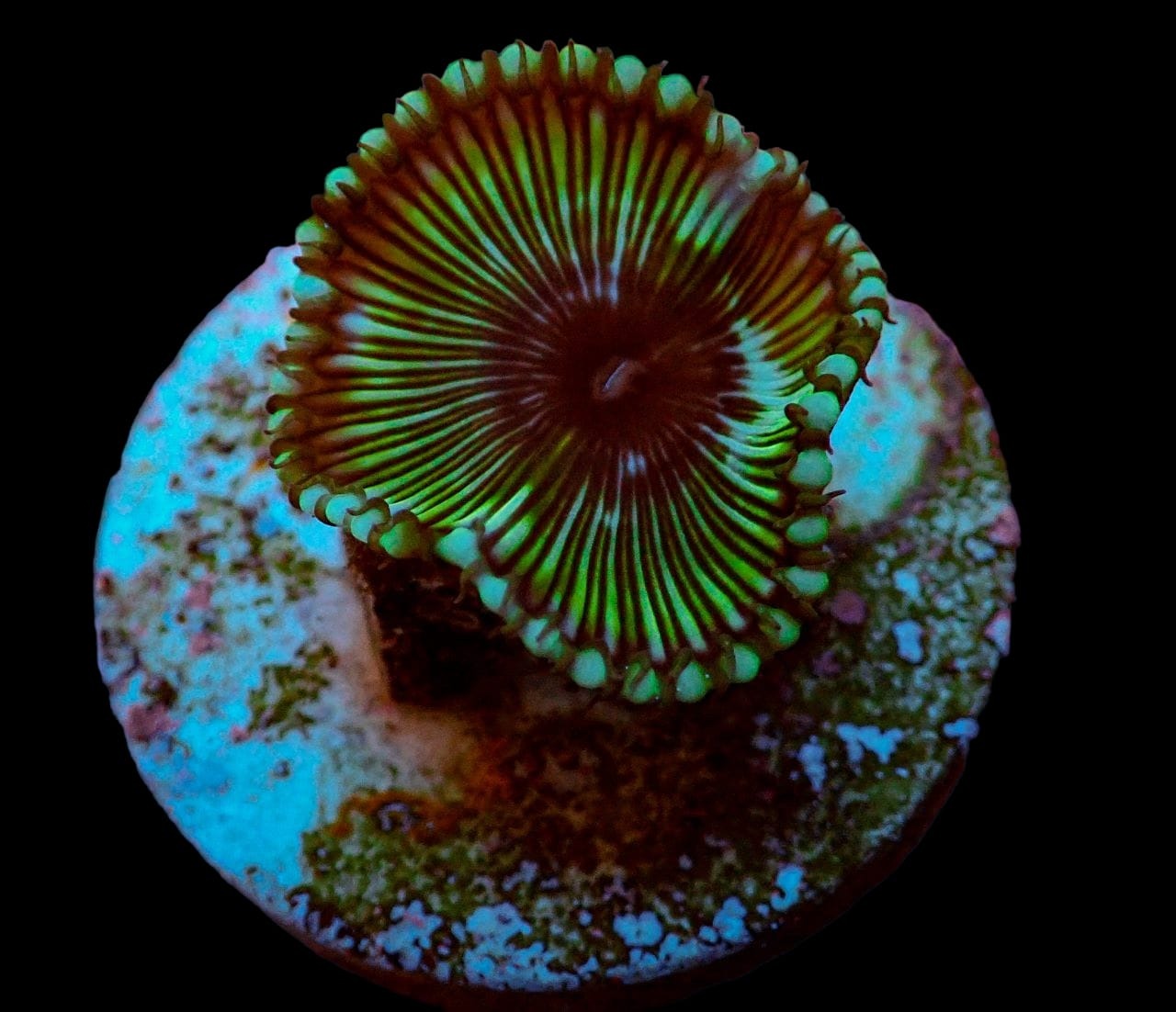 Palythoa grandis (Premium) (frag) (p/p)