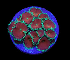 Palythoa spp. (Red Death) (frag)