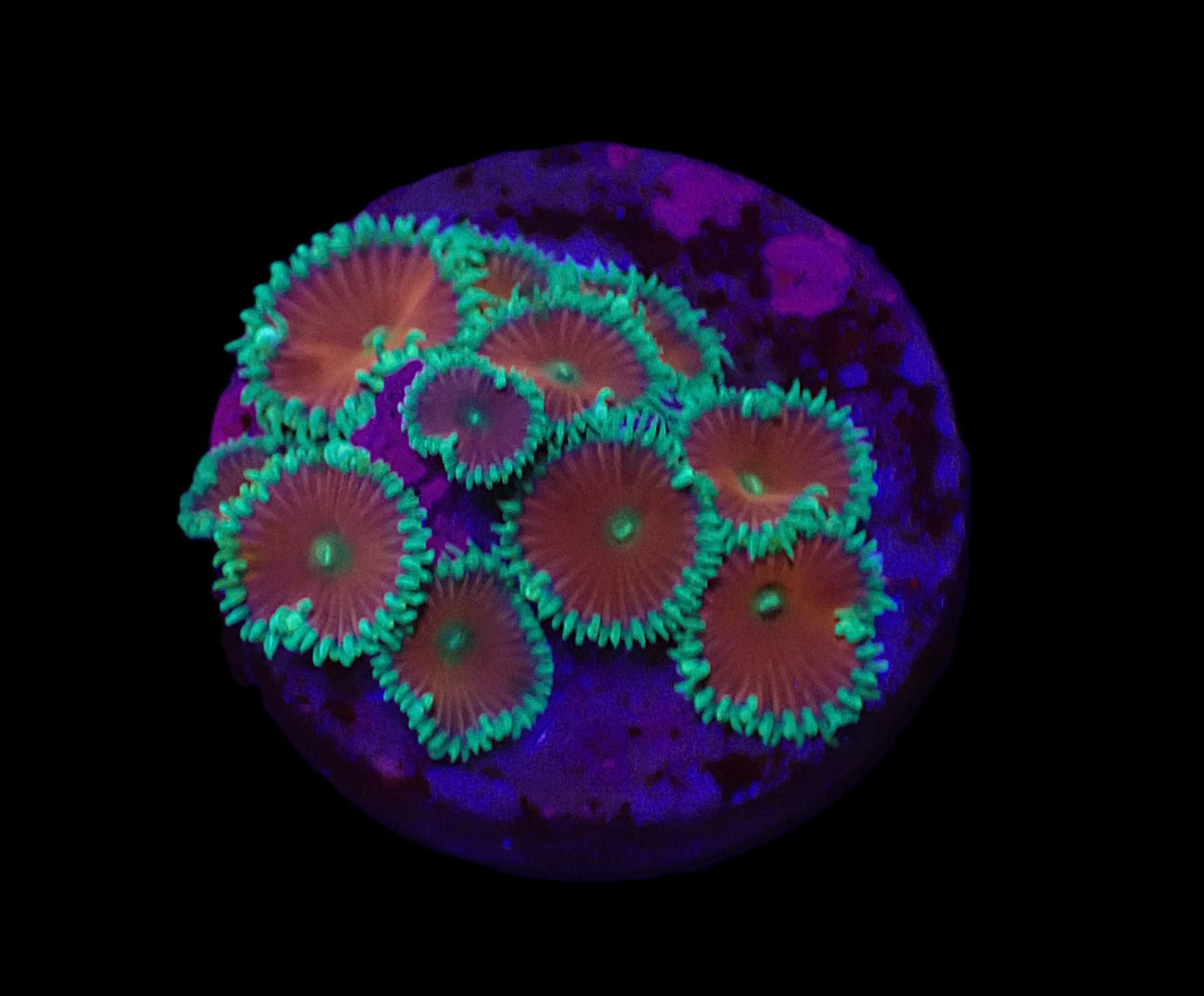 Palythoa spp. (Red Death) (frag)