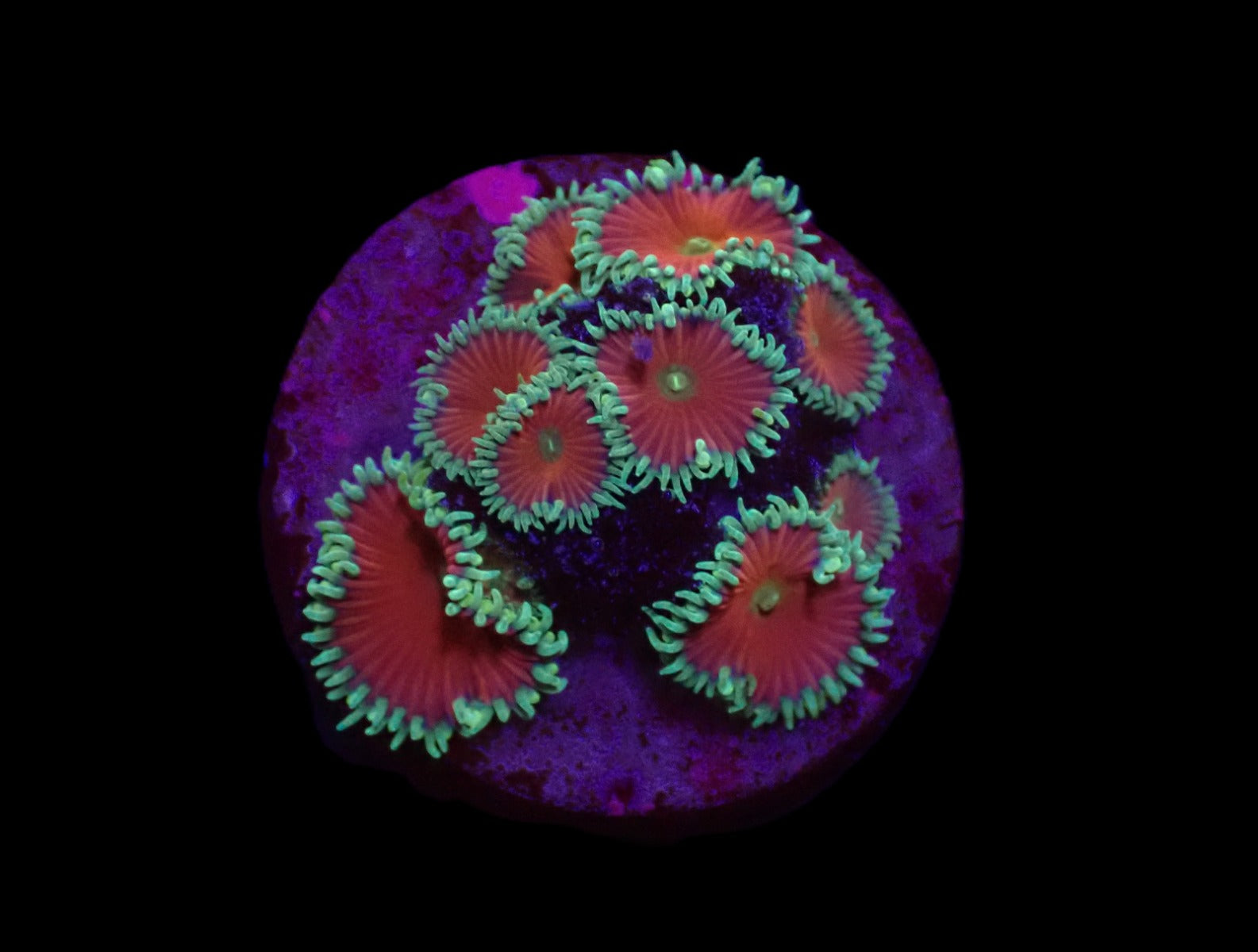 Palythoa spp. (Red Death) (frag)