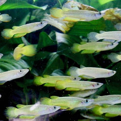 Aplocheilus lineatus   Tandkarper goud M