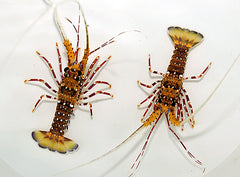 Panulirus femoristriga