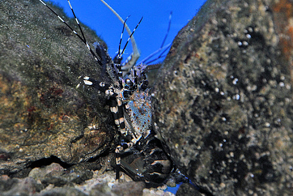 Panulirus ornatus