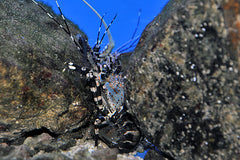 Panulirus ornatus
