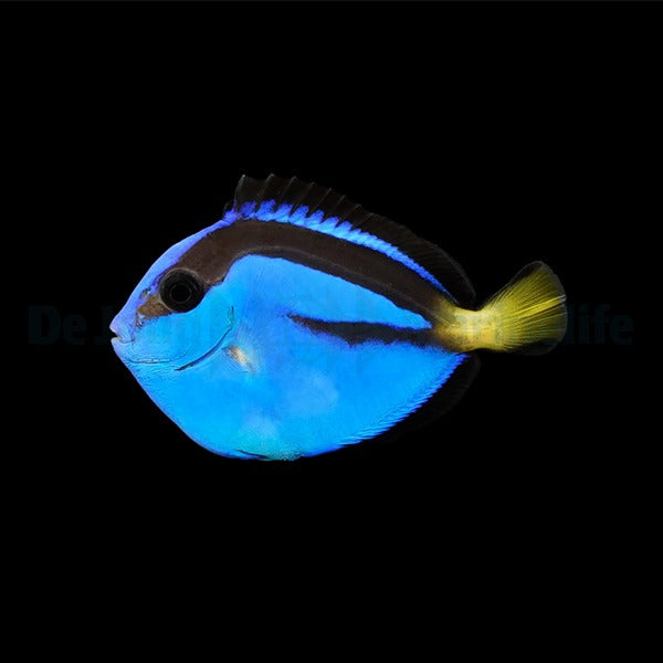 Paracanthurus hepatus - T.B.
