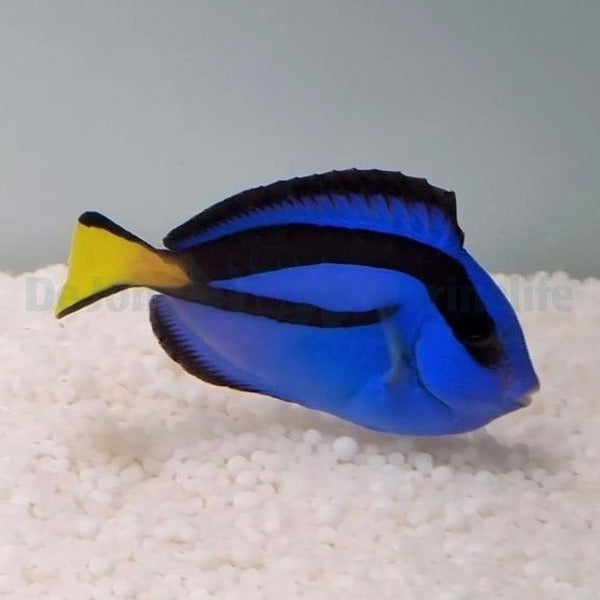 Paracanthurus hepatus - T.R.