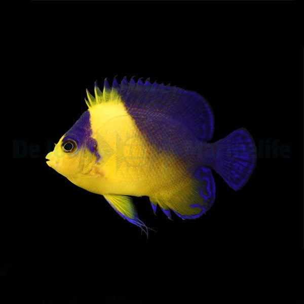 Paracentropyge venusta - T.B.